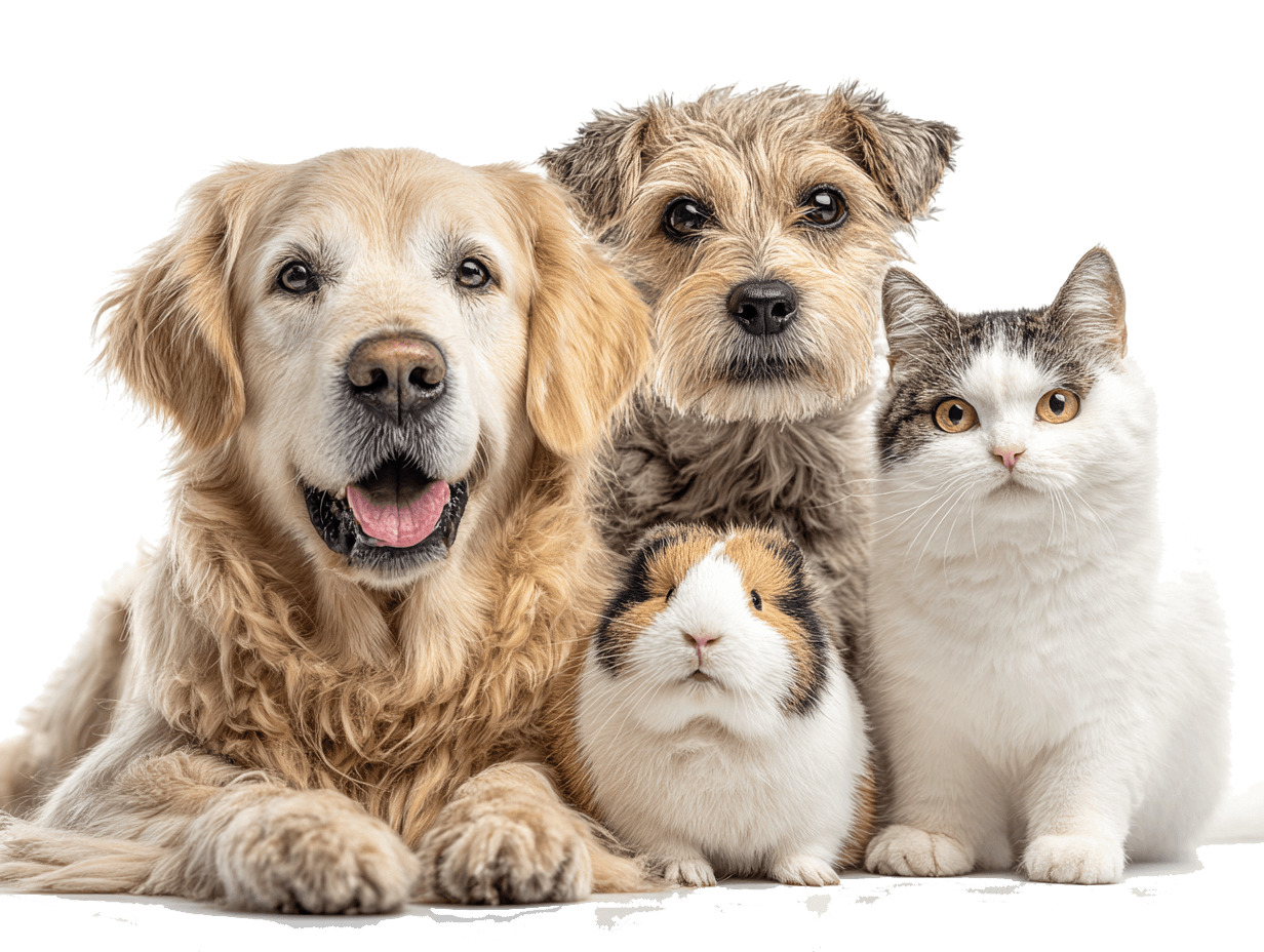 Hund, Katze, Meerschweinchen